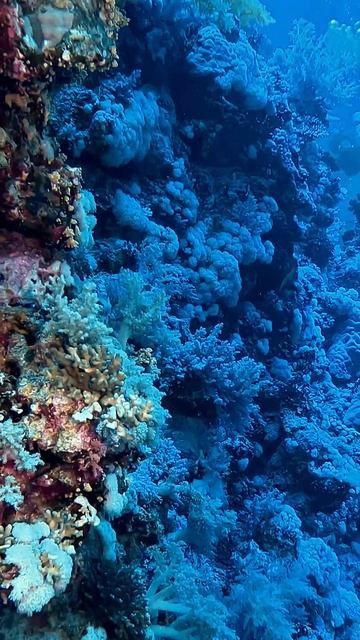 Кораллы Красного моря  #fishing #scubadiving #fish #scubadivingislife #ocean #di
