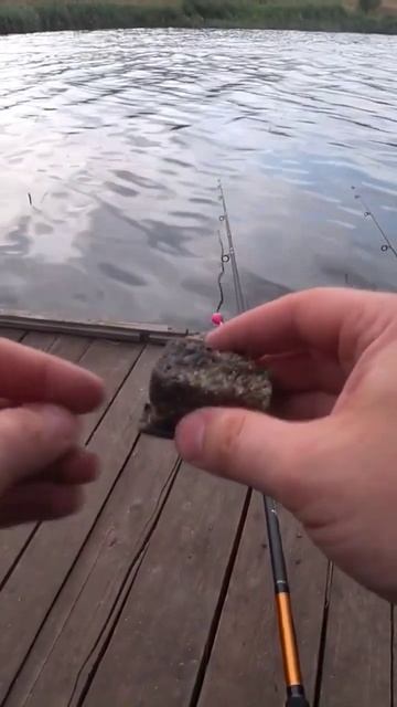 Уловистый макушатник #рыбалка #карась #fishing #макушатни?