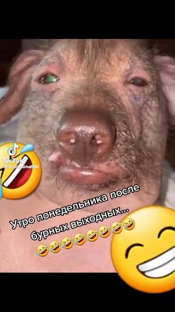Собака с бодуна