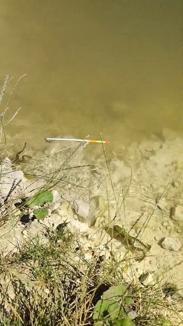 живец для щуки 😀 #fishing #рыбалка  #щука  Лягушка играет с