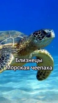 Какое ты морское существо по знаку зодиака #мемы2023 #го?