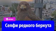Беркут покрутился перед камерой в Мексике