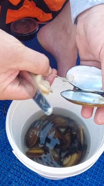ЛОВЛЯ СОМА 🐟🚣♀️ #fishing #family #рыбалка #ловлясома #при?