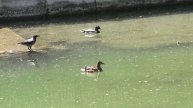 Мама-утка оказалась на высоте! Видео Л.П. Юрчишко