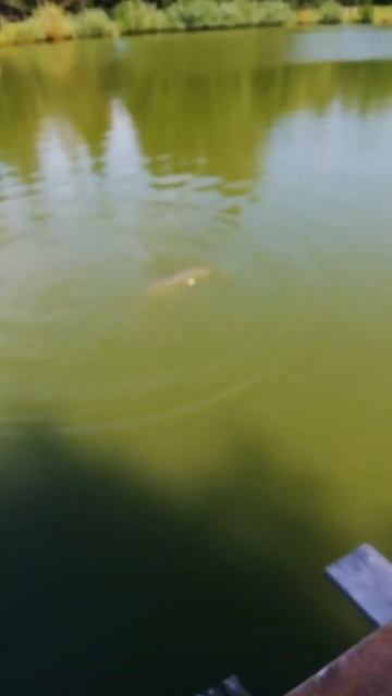 Рыба монстр аж леска трещит #fishing #shortvideo #carpfish #fish #carpfishin