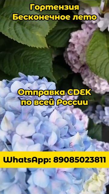Очень красивые гортензии "Бесконечное лето"