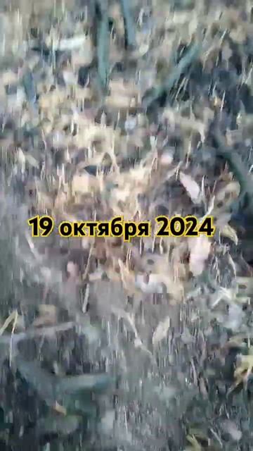 Калач-на-Дону пока без грибов(((