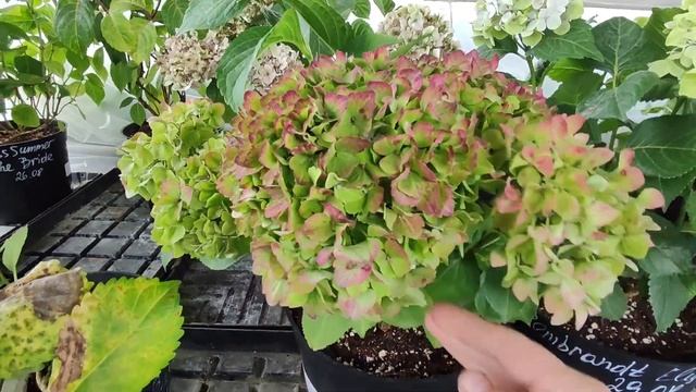 Обзор крупнолистных гортензий🌸 31.08.2024