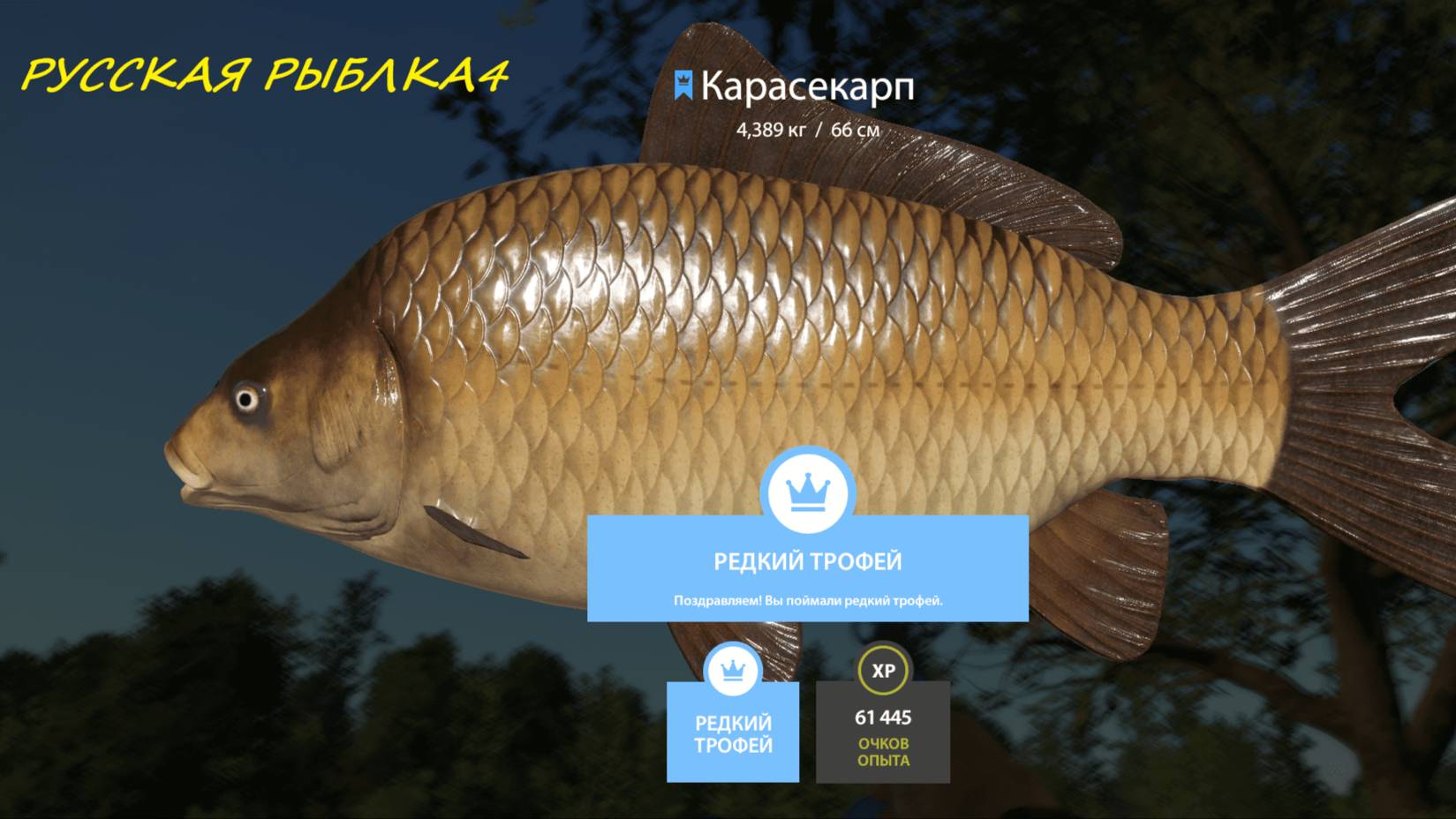 РУССКАЯ РЫБАЛКА 4 МЕДНОЕ КАРПЫ ДИКИНБЮЛЬСКИЕ.