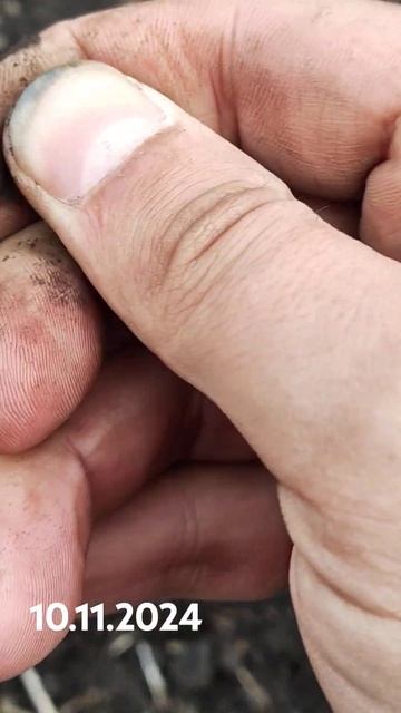 Серебряная чешуя Петра 1. #metaldetecting #коп #coin #metaldetector #чеш?