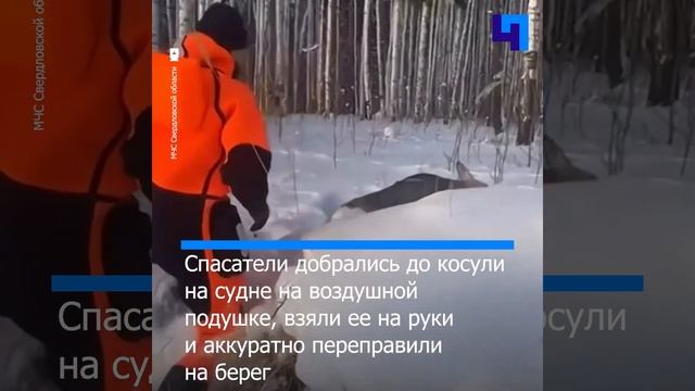 В Свердловской области спасатели помогли косуле выбр?