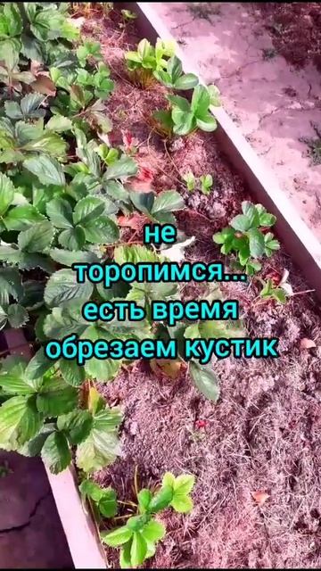 Обрезка клубники