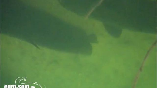 Waller unterwasser. Silures sous l'eau. catfish underwater