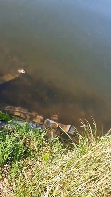 Окунь на микроджиг🤩🎣 #рыбалка #рыбак #рыба #окунь #сп?