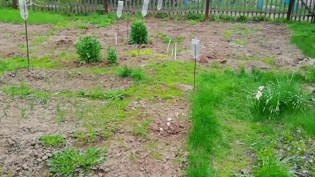 Срочный визит в огород