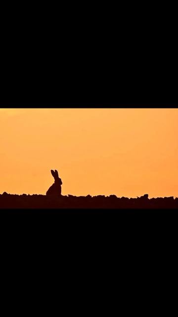 Задумался Косой 🐇.                                  #охота #рыбалка #?
