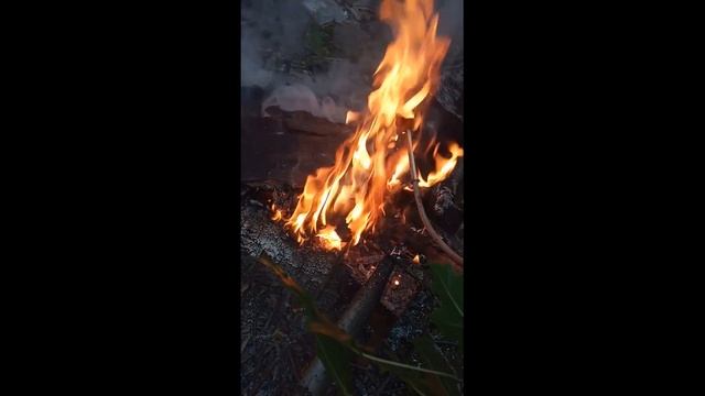 Как жарить грибы на ветках в лесу.Как жарить грибы на м