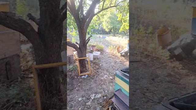 пчелы работяги