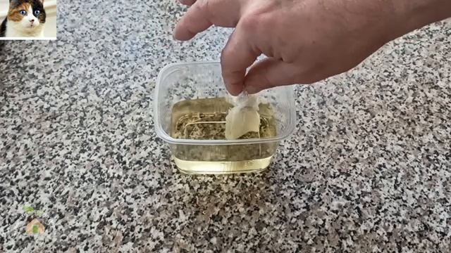 Замачивание семян томатов перед посадкой в Цитовите