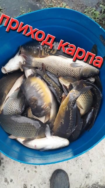 приход карпа #fishing #рыбалка #carpfishing #fish #карп #рыба