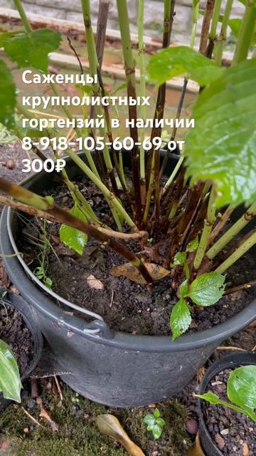 Гортензии крупнолистные-саженцы в наличии 8-918-105-60-69 #г?