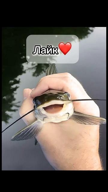 Как поймать большого сома… #рыбалка #fishing #рекомендаци