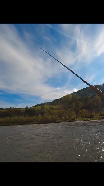 Хариус, Алтай, Тенкара.  #flyfishing #nature #tenkara #река #altay