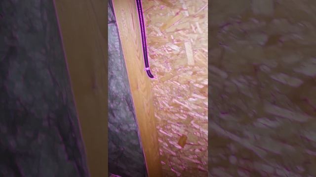 1000023622.mp4 (Собака смотрит на электроснабжение нового дома А-фрейм)