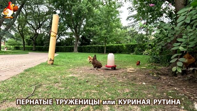 Куры несушки свободного выгула и их обычная куриная рутина – эпизод (283)