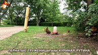 Куры несушки свободного выгула и их обычная куриная рутина – эпизод (283)