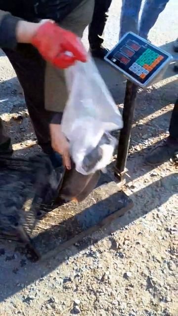 Живая рыба 🐟 Сом _ Сагъеб Лакъа чlугla_ Canlı Naqqa balığı 🤝?