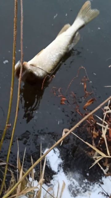 Под лЁд. Волшебный пендель  #norstream #fishing #спиннинг #рыбал