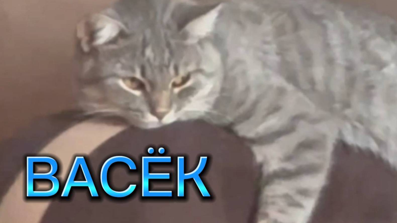 кот !!! собака !!! животные