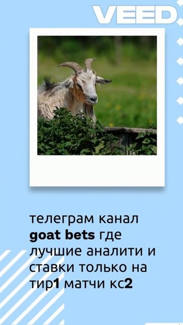телеграм канал goat bets где лучшие аналитики