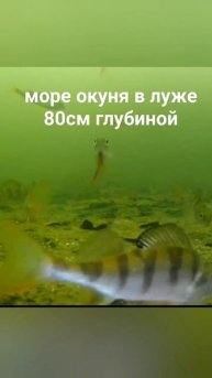 ПЕРВЫЙ ЛЕД 24 / МОРЕ ОКУНЯ В БОЛОТЕ