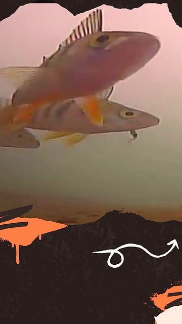 🐳 Волшебные Приманки 🐬 #Рыбалка #Рыба #Природа #Снаст