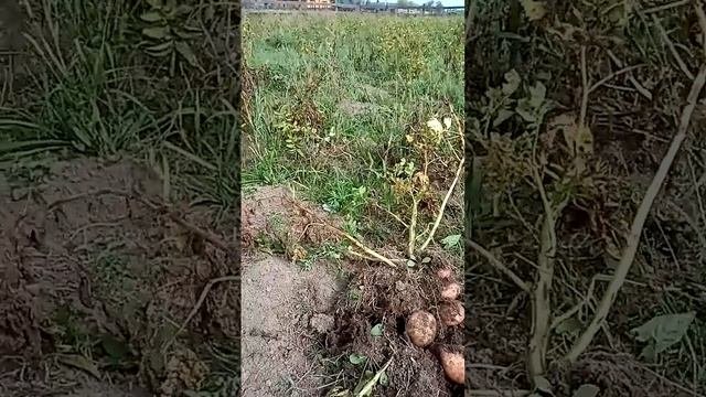 Привет от бабушки