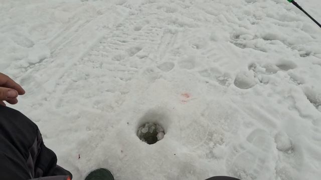 СОРОГА ОКУНЬ СУДАК