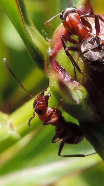 маленький воин - 🐜