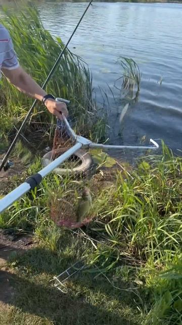 Подлещик, хороший клев #топ #fishing