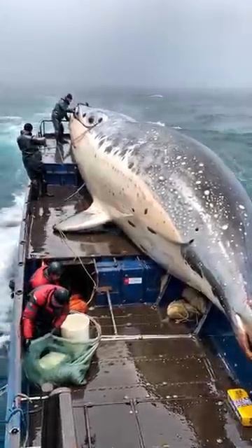 HUGE FISH  caught by brave fishermen🌊🐟