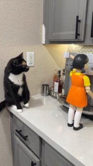 Котейка в недоумении 🐈😻😉