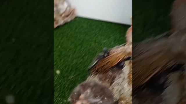 #куклаизкапрона #авторскаякукла #бабаЯга