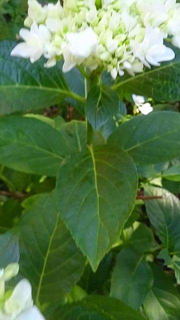 Hydrangea Double Star Coco #flowers #hydrangea #garden #продаж #hydrangeaflower #gardening #n