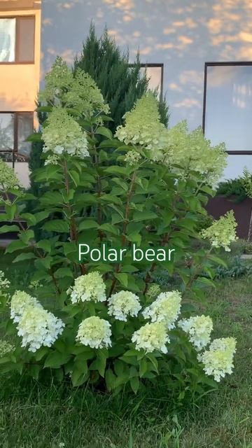 #paniculata #limelight #polarbear #гортензія #гортензия #hydrangea#hortensia #gar