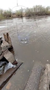Полный паук рыбы, рыба кипит в подъёмнике. Full of spider fish, t