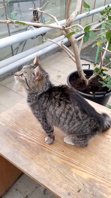 Котик 🐱🐾 #котики #котик #кот #коты #оранжерея #теплица