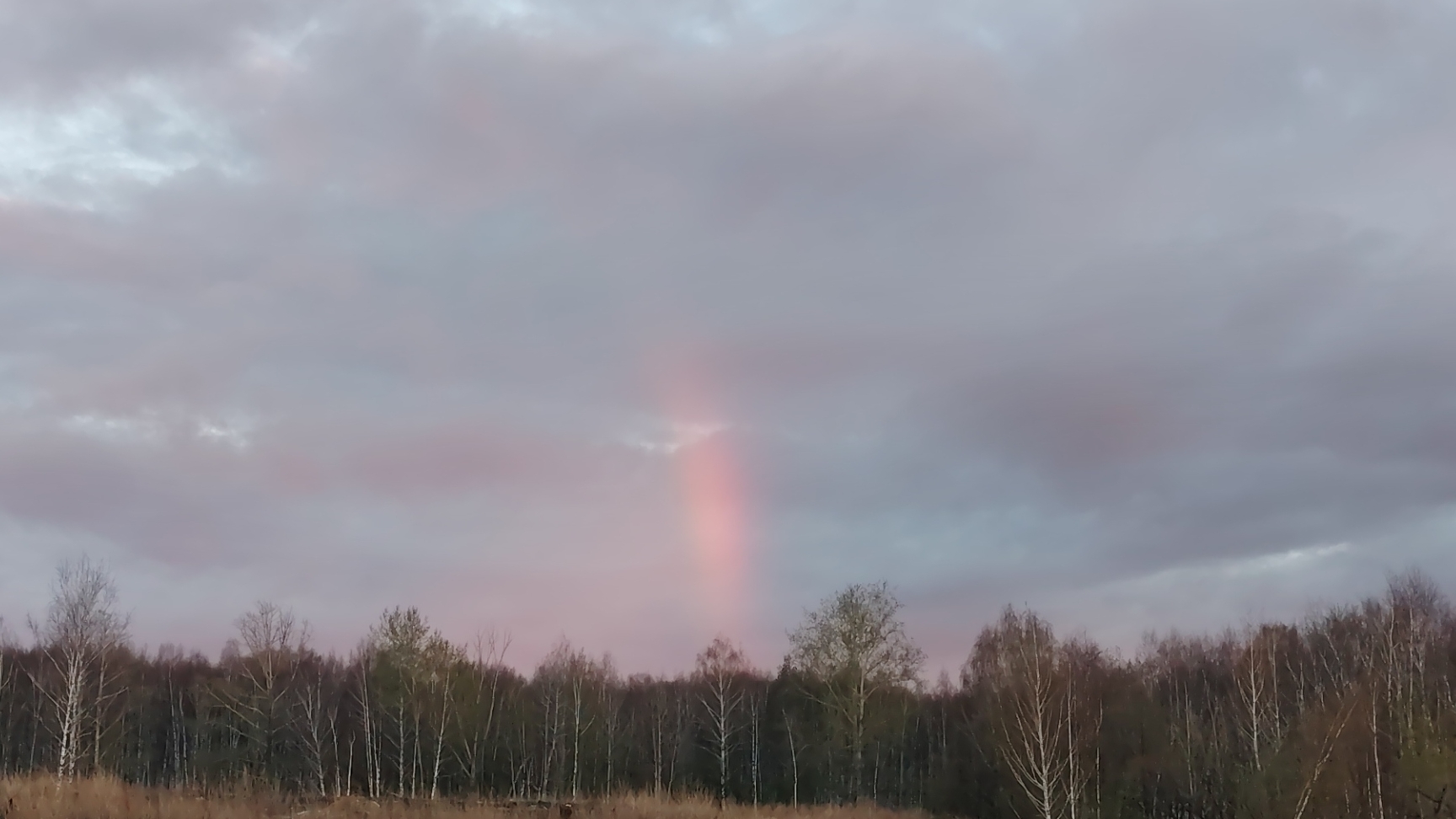 Ловля восточных соловьёв и черноголовых славок