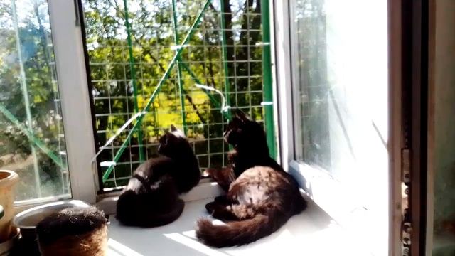 Малыши на окошке.