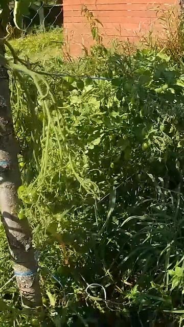 Куст ломиться от помидор -сентябрь.Супер томат- сорт,с?